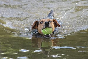 dog training swimming