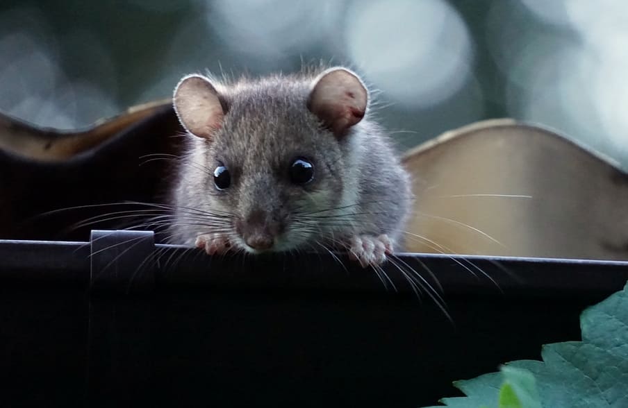 Effective Ways to Maintain Your Gutter