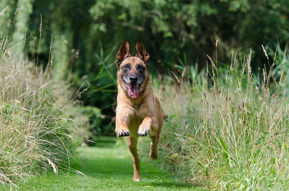 Top Physical Activities for Dogs